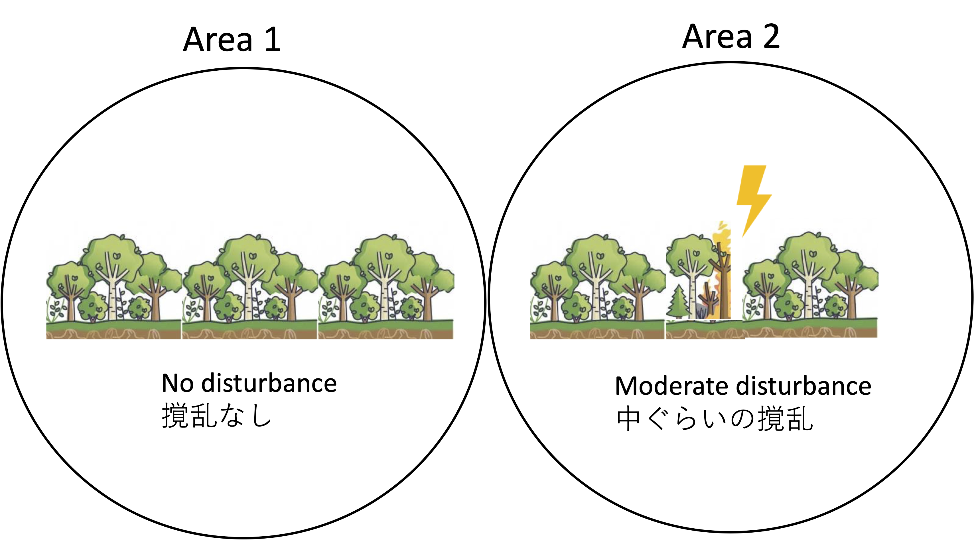 Which is more diverse: forest with no disturbance or small amount of disturbance