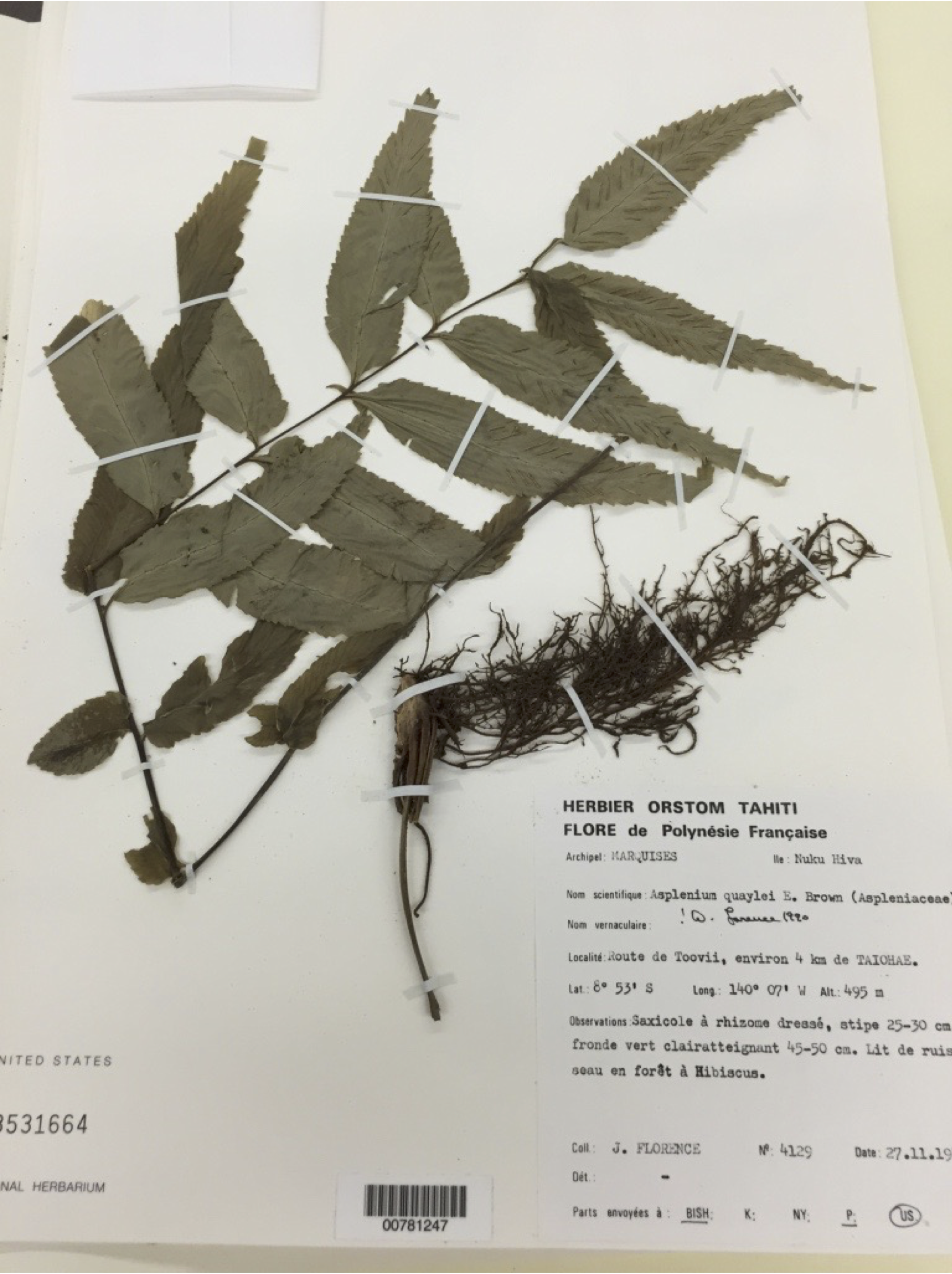 Photo of an herbarium specimen